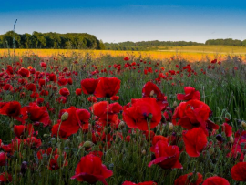 poppy field