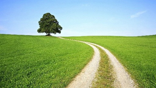 Country path leading to tree - relaxing image